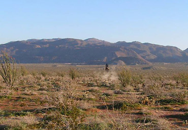 In the Desert